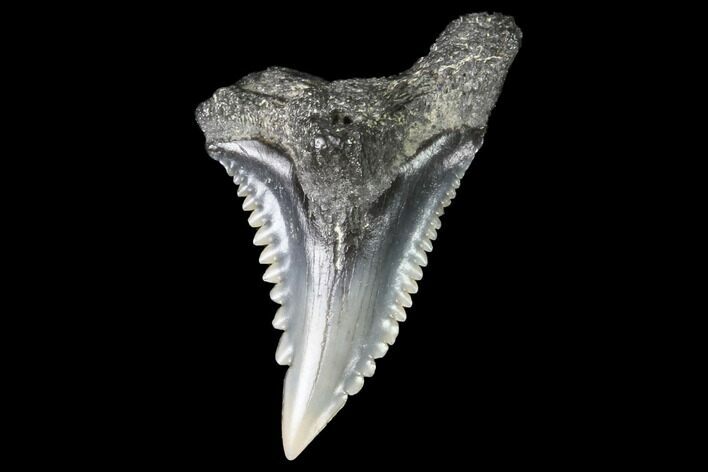 Hemipristis Shark Tooth Fossil - Virginia #96527